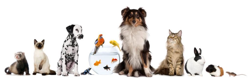 pets at work